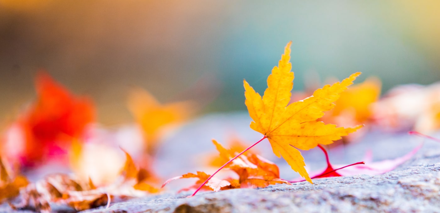 【リーンキャンバス事例】株式会社いろどりの葉っぱビジネスから学ぶ起業成功のヒント